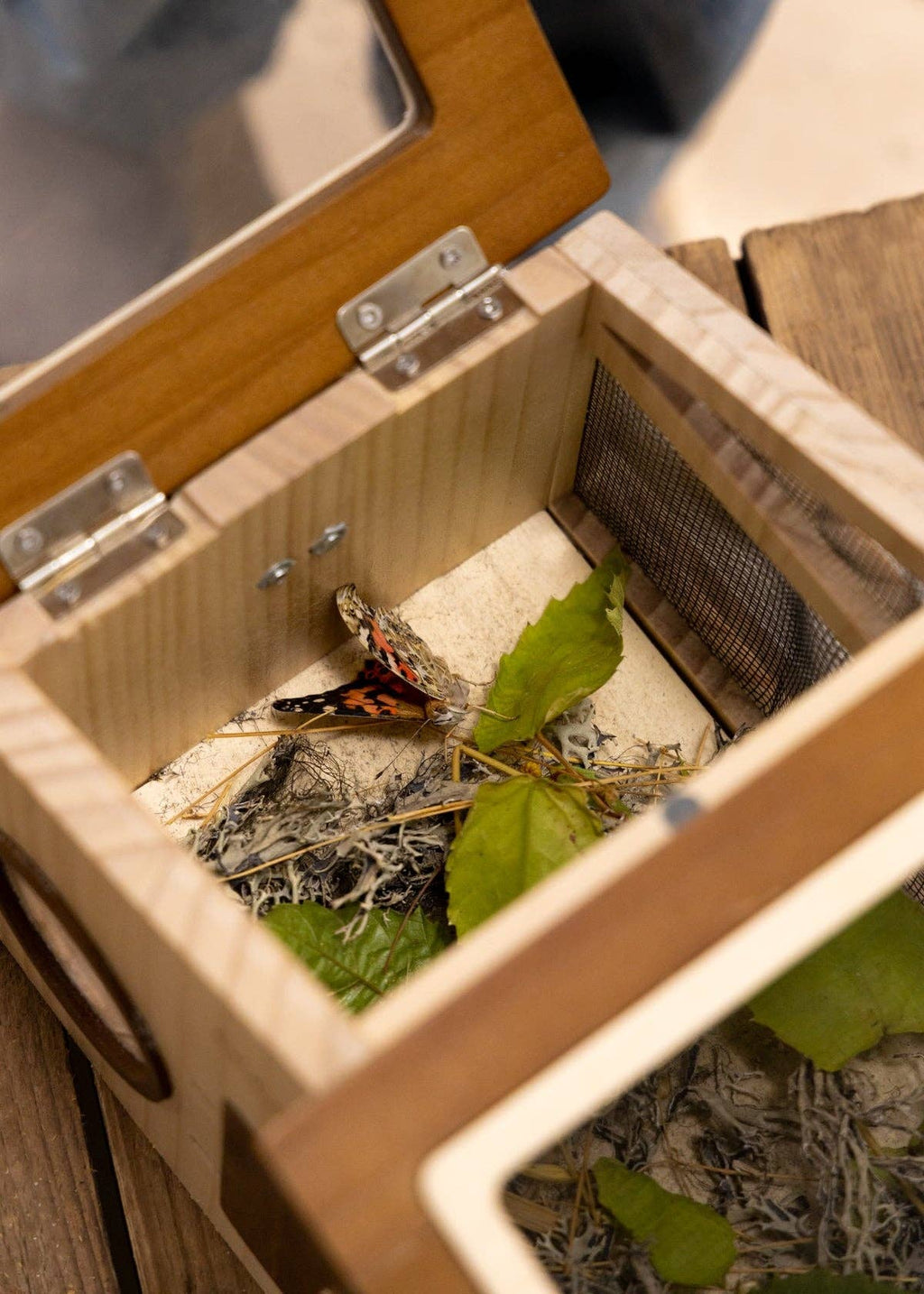 Wooden Bug House & Exploration Set